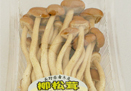 柳松茸