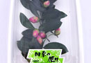 山茶花